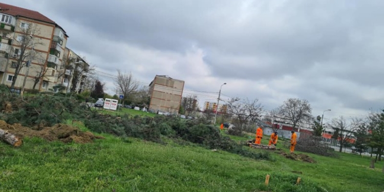 Ciopârțirea spațiilor verzi și a copacilor din Timișoara continuă și după ”epoca Robu”. Explicațiile actualei administrații: ”greaua moștenire”