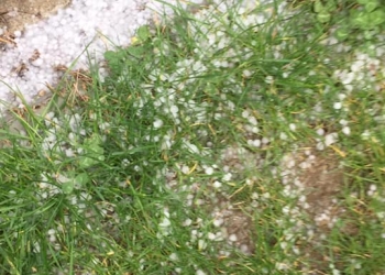 Capriciile vremii! Grindină în Timiș la final de aprilie