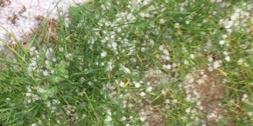 Capriciile vremii! Grindină în Timiș la final de aprilie