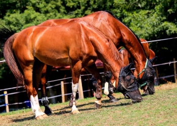 Potențial turistic uriaș în vestul țării. Domeniul Herneacova, zonă de drumeții și aventură