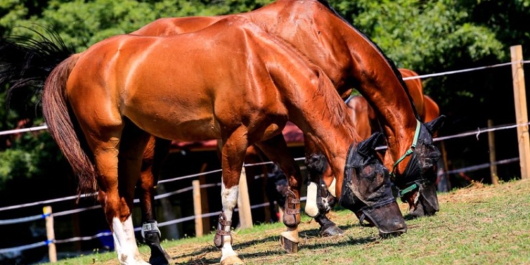 Potențial turistic uriaș în vestul țării. Domeniul Herneacova, zonă de drumeții și aventură