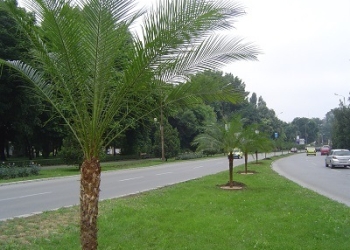 ”Palmișoara” este de domeniul trecutului. Arborii exotici sunt de vânzare