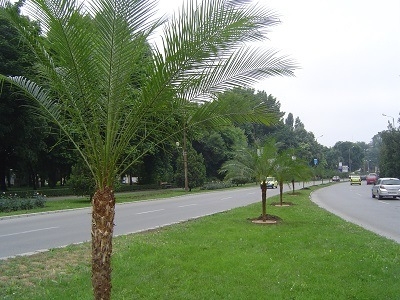 ”Palmișoara” este de domeniul trecutului. Arborii exotici sunt de vânzare