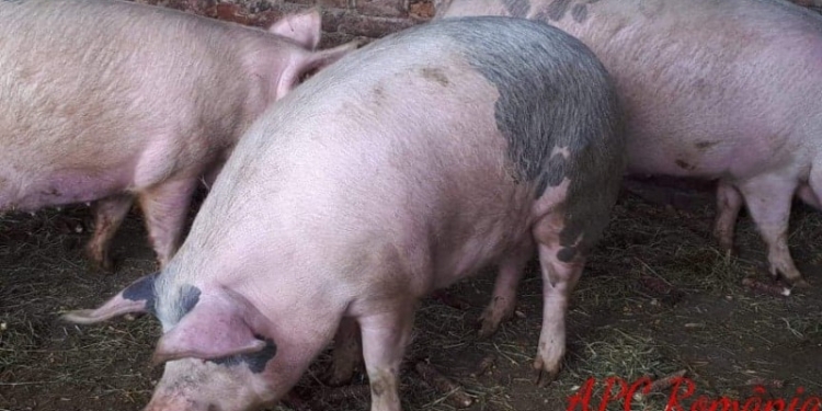 Târgurile de animale rămân, momentan, închise la Arad