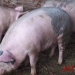 Târgurile de animale rămân, momentan, închise la Arad