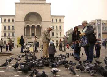 Hrănirea porumbeilor, interzisă la Timișoara