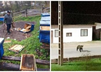 Atenţie, drumeţi! Un urs a dat târcoale lacului din Moneasa
