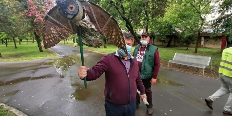 După metoda ”anticoncepționale pentru ciori”, vine ”metoda bufnița”. Cum încearcă o administrație din vestul țării să scape de ciori