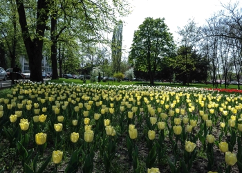 CA nou la Horticultura S.A. Timișoara. Schimbarea i-a fost ”promisă” și actualului director al societății.