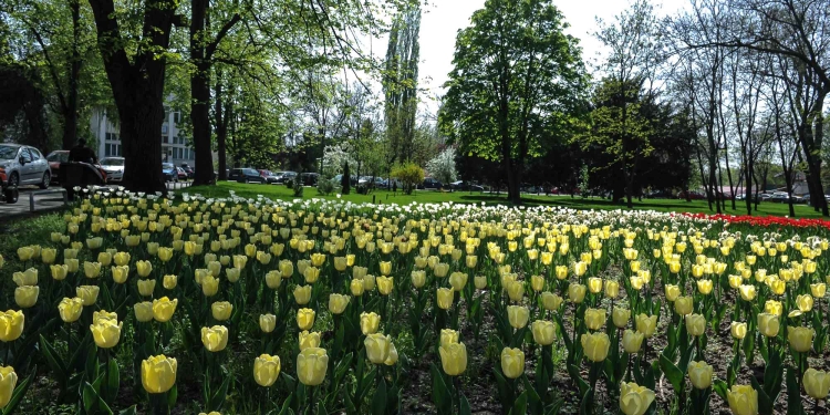 CA nou la Horticultura S.A. Timișoara. Schimbarea i-a fost ”promisă” și actualului director al societății.