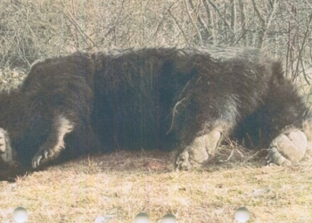 Agent Green: Cel mai mare urs din România, Arthur, a fost ucis de un prinț din Austria. „Avem de-a face cu o partidă de braconaj”