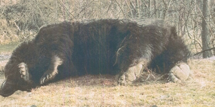 Agent Green: Cel mai mare urs din România, Arthur, a fost ucis de un prinț din Austria. „Avem de-a face cu o partidă de braconaj”