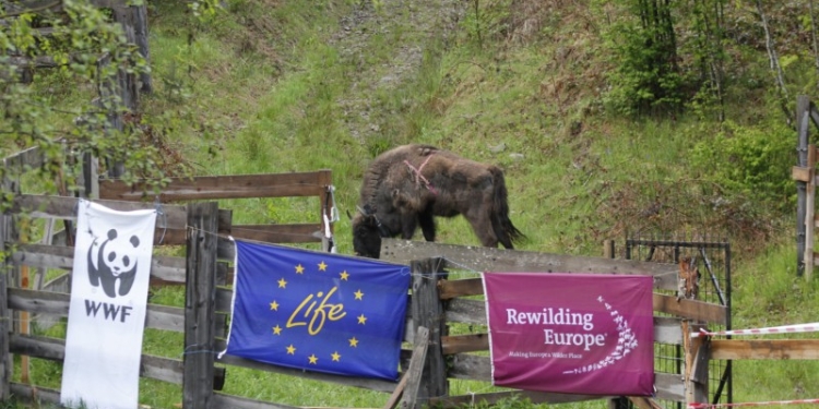 Banatul Montan este casă pentru 13 noi zimbri, aduși din Germania