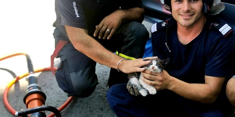 Pentru că sunt salvatori și pentru că orice viață contează! Pisic salvat de pompierii arădeni