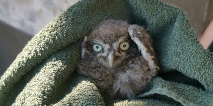VIDEO Pui de bufniţă salvat de pompieri