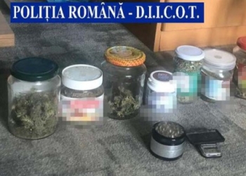 Droguri crescute în borcane de ciocolată de un tânăr din Timiș. Ce au găsit polițiștii în urma unor descinderi