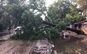 Copac căzut ca secerat din cauza furtunii din Timișoara