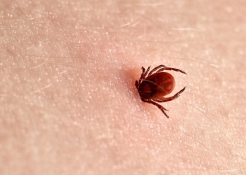 Atenţie la căpuşe!