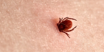 Atenţie la căpuşe!