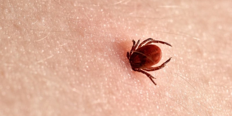 Atenţie la căpuşe!