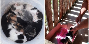 7 pisici abandonate pe drumul Timișoara-Arad. DRDP Timișoara caută stăpâni pentru ele