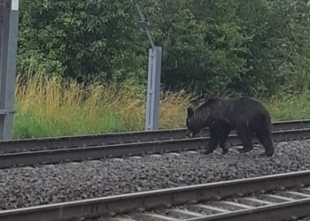 Urs vs. tren! Coliziune între cei doi, pe o cale ferată din vestul țării