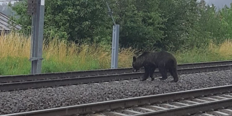 Urs vs. tren! Coliziune între cei doi, pe o cale ferată din vestul țării