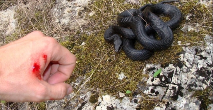 Femeie mușcată de viperă, în vestul țării