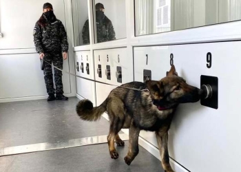 Câini care miros bolnavii de Covid-19, într-o misiune continuă. Din 155 de pasageri, 22 în carantină