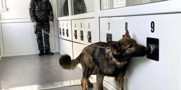 Câini care miros bolnavii de Covid-19, într-o misiune continuă. Din 155 de pasageri, 22 în carantină