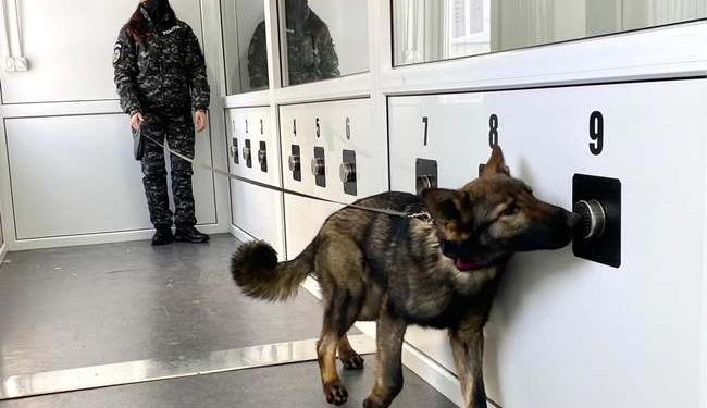 Câini care miros bolnavii de Covid-19, într-o misiune continuă. Din 155 de pasageri, 22 în carantină