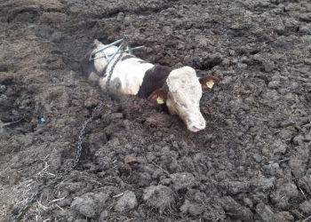 Intervenție deosebită a pompierilor lugojeni pentru salvarea unui taur