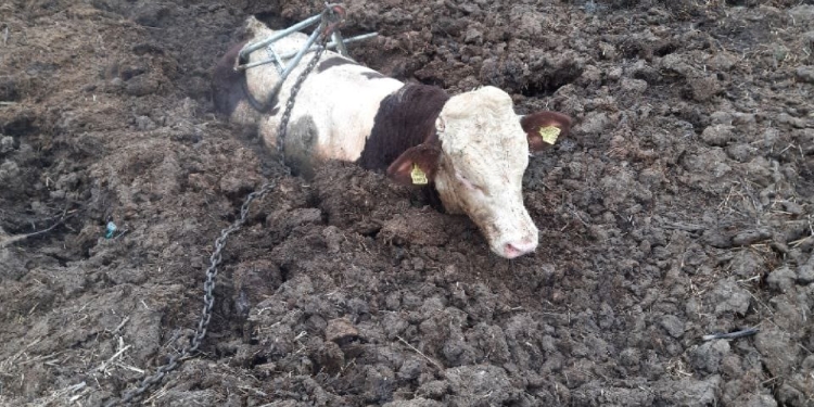 Intervenție deosebită a pompierilor lugojeni pentru salvarea unui taur