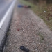 UPDATE! Accident oribil în vestul țării! Un bărbat a fost lovit de o mașină și lăsat pe marginea drumului. Șoferul a fugit de la locul accidentului