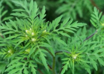 Atenție, înflorește ambrozia! Autoritățile nu pot interveni pe terenurile private