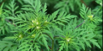 Atenție, înflorește ambrozia! Autoritățile nu pot interveni pe terenurile private