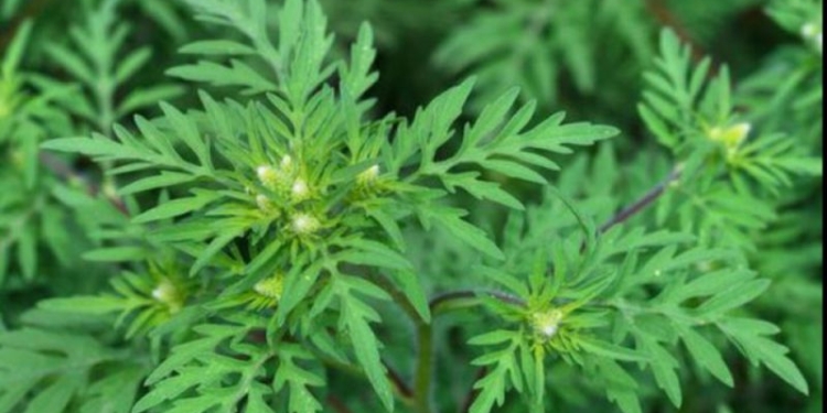 Atenție, înflorește ambrozia! Autoritățile nu pot interveni pe terenurile private