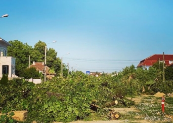 Să se audă drujbele și pe Calea Bogdăneștilor din Timișoara! 160 de copaci vor fi puși la pământ