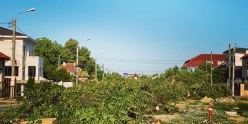 Să se audă drujbele și pe Calea Bogdăneștilor din Timișoara! 160 de copaci vor fi puși la pământ