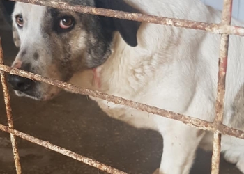 Adoptă un suflet și câștigă un prieten. Aproape 500 de câini așteaptă un stăpân