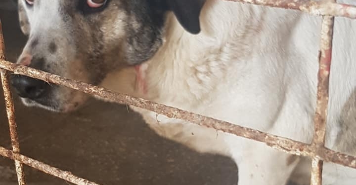 Adoptă un suflet și câștigă un prieten. Aproape 500 de câini așteaptă un stăpân