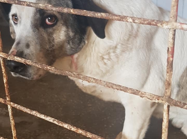 Adoptă un suflet și câștigă un prieten. Aproape 500 de câini așteaptă un stăpân