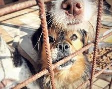 Adoptă un suflet și câștigă un prieten. Aproape 500 de câini așteaptă un stăpân