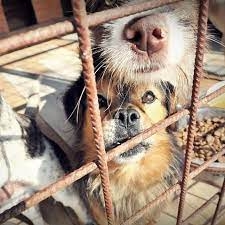 Adoptă un suflet și câștigă un prieten. Aproape 500 de câini așteaptă un stăpân