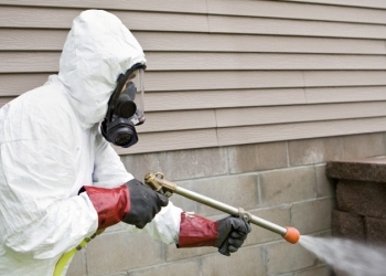 Începe deratizarea la Timișoara!