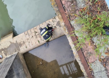 Pompierii ISU Timiș au salvat un câine care căzuse într-o zonă greu accesibilă de la Uzina de Ape