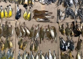 Imagini școcante! Sute de păsări migratoare au murit lovindu-se de zgârie-nori