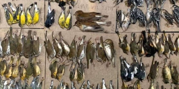 Imagini școcante! Sute de păsări migratoare au murit lovindu-se de zgârie-nori