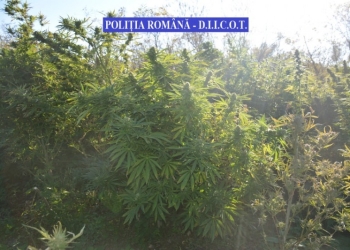 TIMIȘ: Răsaduri de cannabis crescute lângă cele de roșii. Vezi aici ce au descoperit polițiștii în urma unei descinderi