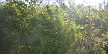 TIMIȘ: Răsaduri de cannabis crescute lângă cele de roșii. Vezi aici ce au descoperit polițiștii în urma unei descinderi